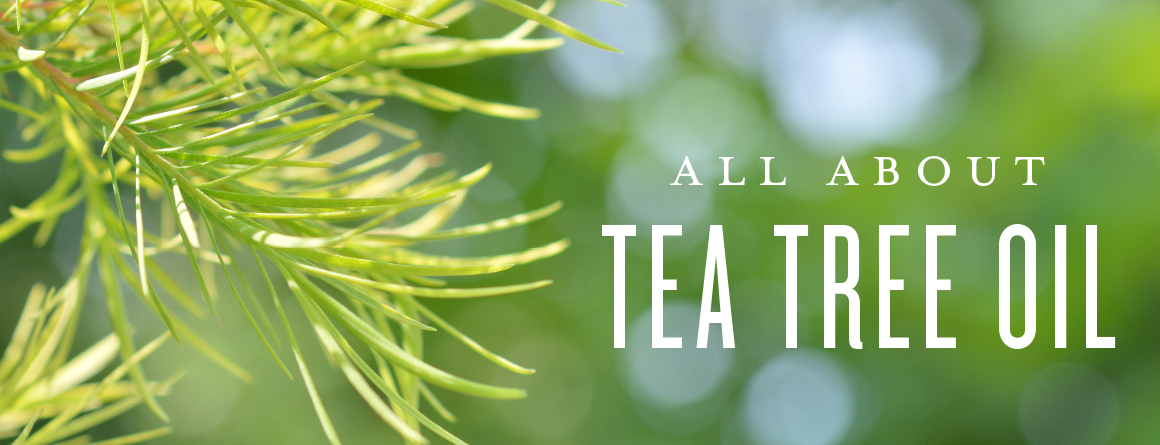 blog-All-about-Tea-Tree-oil_Q3-Repost_Header_US_EL_0718.jpg