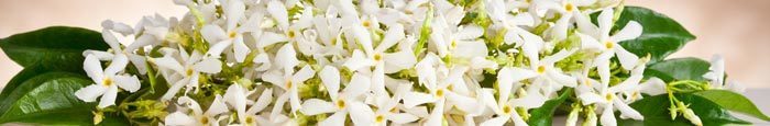 Neroli.jpg