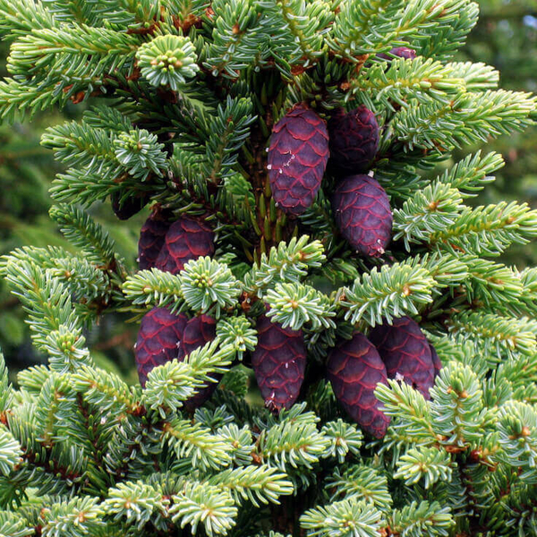 black-spruce-hydrosol-736.jpg